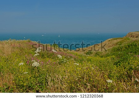 View on the blue north sea from the wildflower fields on the cliffs of the Opal coast on a sunny summer day in Pas de Calais, France 