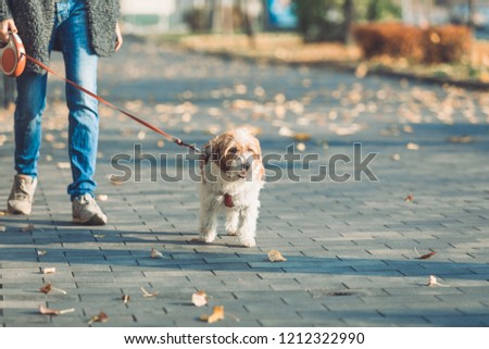The small amusing shaggy doggie of red and white colors walks the owner on a lead on autumn streets of the large city
