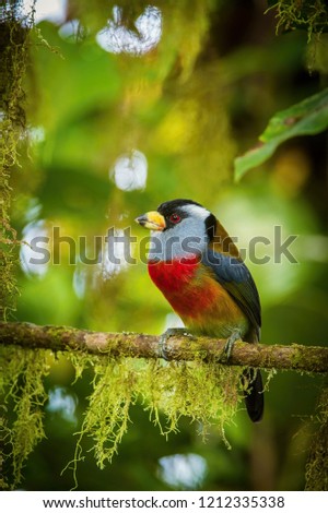 The Toucan Barbet, Semnornis ramphastinus is sitting and posing on the branch, amazing picturesque green background, in the morning during sunrise, Ecuador