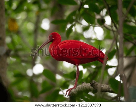A Scarlet Ibis perches in a tree in the mangrove forest.