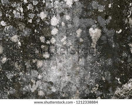 Fungus or mold on concrete wall dirty background texture 