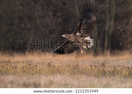 The White-tailed Eagle, Haliaeetus albicilla is flying in autumn color environment of wildlife. Also known as the Ern, Erne, Gray Eagle, Eurasian Sea Eagle. Nice autumn colorful background.
