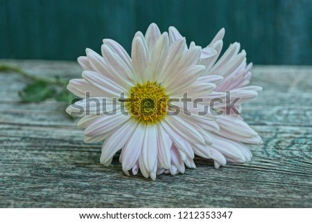 white flowers lie on a gray wooden table