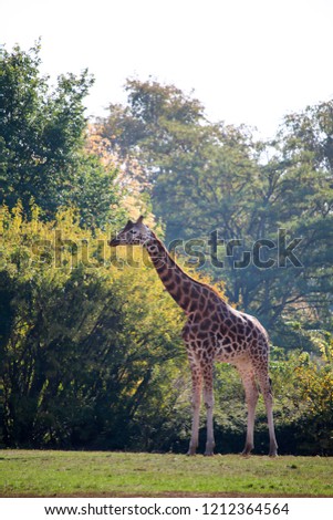giraffes walking in the zoo