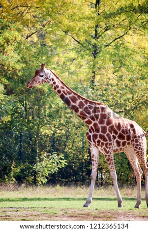 giraffes walking in the zoo