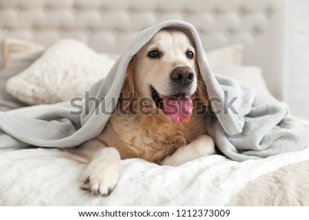 Happy smiling young golden retriever dog under light gray plaid. Pet warms under a blanket in cold winter weather. Pets friendly and care concept. Royalty-Free Stock Photo #1212373009