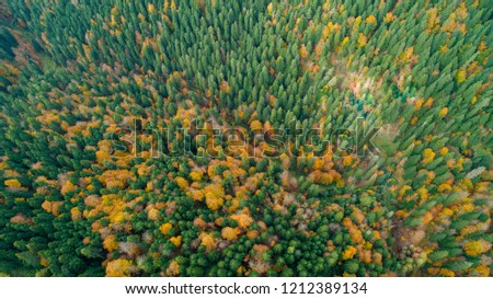 Aerial drone view of autumn colors flying over a forest in Yedigoller Bolu Turkey