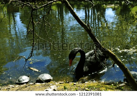 A black swan on the sea with turles