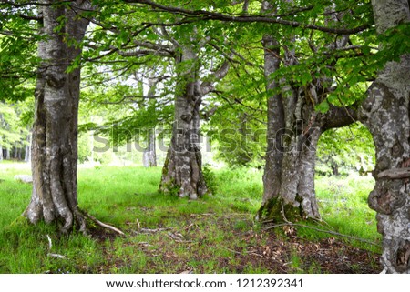 Forest trees landscape, the Balkan mountain range