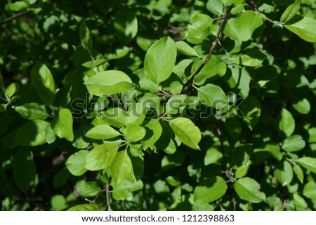 Green leaves of apple tree. Young foliage in spring.