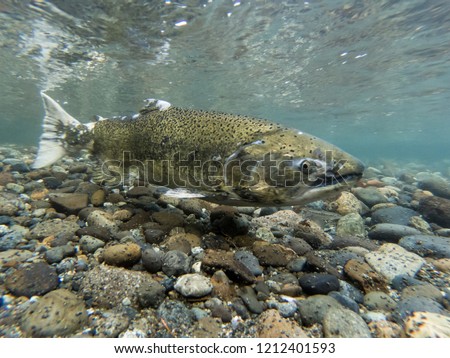 Close-Up of a Chinook Salmon During Spawning Royalty-Free Stock Photo #1212401593