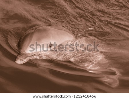 Portrait of a dolphin on the background of water