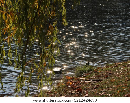 Sunshine game  on the water ripple of the pond in the old park