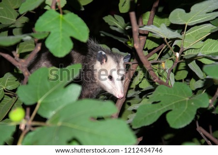An Opossum searches for food in a fig tree.