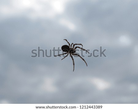 A clear spider against the sky, closeup spider on a web