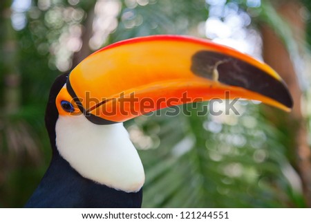 Close-up of the colorful giant toucan