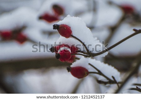 wild rose bush with red rosehip berries covered with white fluffy winter snow. Christmas Holidays Background