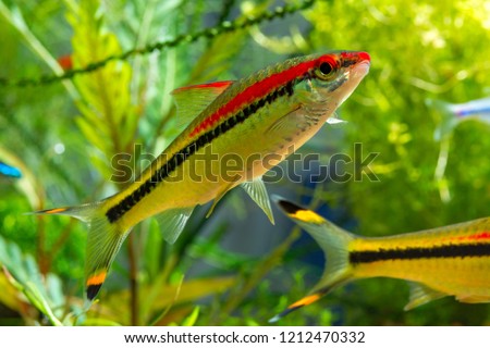 Freshwater fish Denison's Barb or Puntius denisonii in planted tropical aquarium