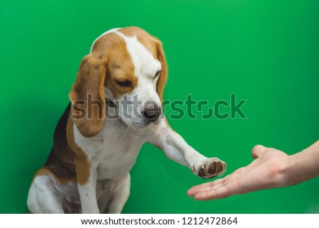 Beagle On A Blue Screen	 