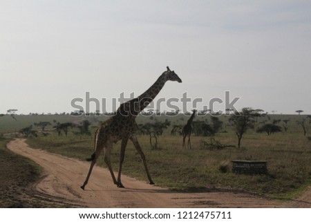 Giraffe in the african wilderness