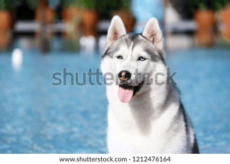 A mature Siberian husky female dog is sitting near a big pool. The background is blue and orange. A bitch has grey and white fur and blue eyes. She looks left.