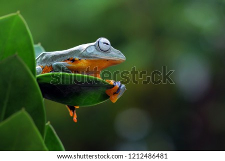 Flying frog on green leaves, beautiful tree frog sitting on green leaves, rachophorus reinwardtii, Javan tree frog