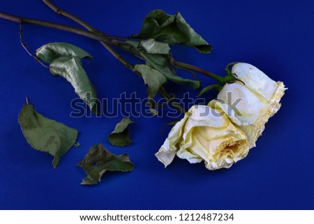 wilted rose on a dark background, death and loss concept