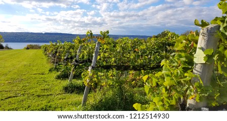 Looking Down a Very Long Row of Wine Grapevines in a Countryside Vineyard with Water Views and Blue Skies in Background Royalty-Free Stock Photo #1212514930