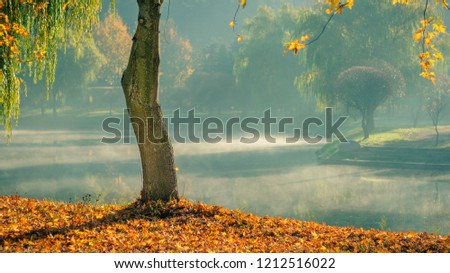 beautiful golden autumn. lone bare tree with fallen leaves on the coast against the background of light morning mist over the water in the morning city park