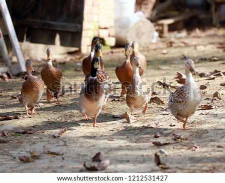 Goose and ducks live peacefully in the poultry farm rural scene