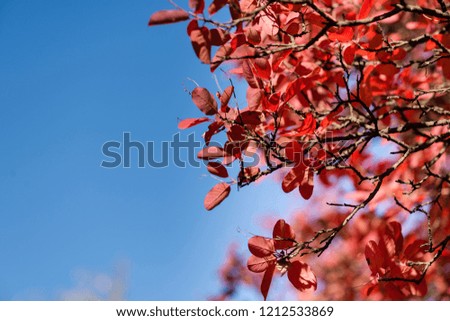Branches of red leaves tree and blue sky