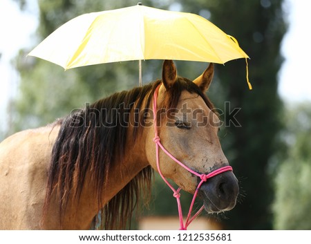 Clever sport horses don't fear of umbrellas