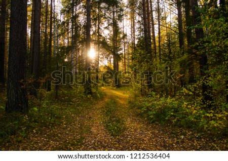 the sun's rays Shine through the trees in the forest