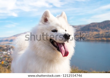 Portrait of white Samoyed dog on a background of river and hills