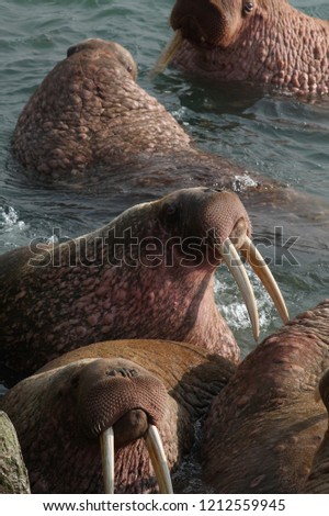 pacific walrus of Chukotka