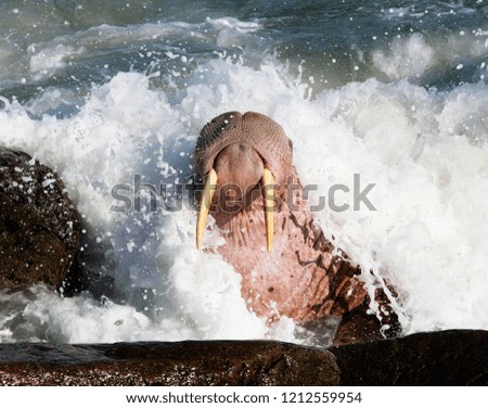 pacific walrus of Chukotka