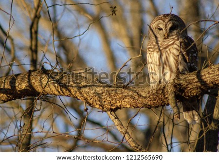 Brown owl in tree