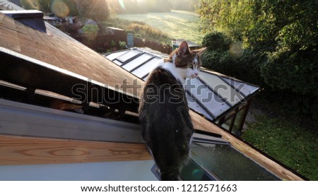 cat on roof looking down on garden