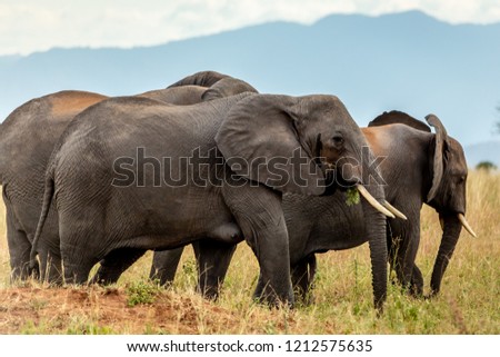 Elephants in the Ngorongoro Crater of Tanzania 