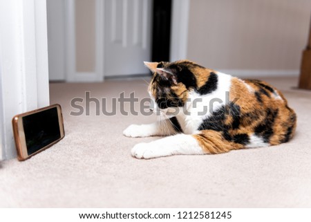 Calico cat side profile lying down looking at watching smartphone mobile cell phone video screen of birds on carpet floor indoor inside house