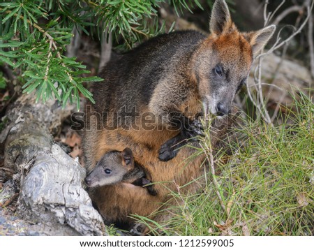 Mother kangaroo having a meal and carrying her wallaby baby in the pouch