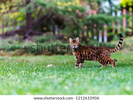 Bengal cat stalking wild birds and squirrels in a park in Quebec Canada.