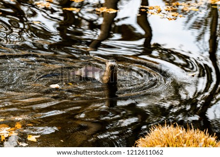 A river otter plays in the water and realizes he's being watched