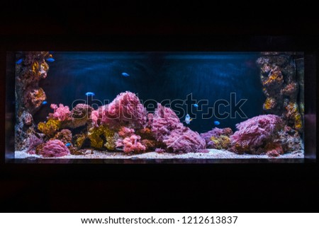 Aquarium with blue fish reef and pink sea anemone. Beautiful underwater seascape. Saltwater aquarium fish tank.