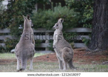 two kangaroos playing