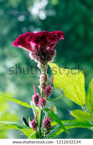 Potrait of Close up wild colorful flower with green blur background. Protrait of flower beautiful most natural green wonderful photo,Wallpaper for mobile devices, desktops, smartphones, greeting cards