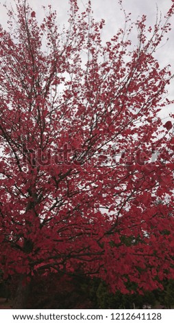 Bright red maple tree in Autumn in Vancouver - BC