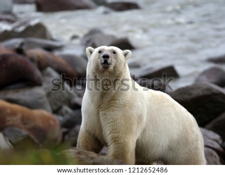 Polar bear of Chukotka region