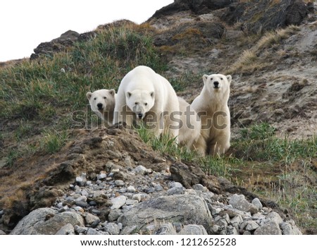 Polar bear of Chukotka region