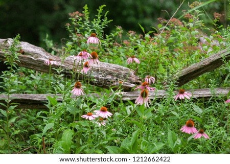 Monarch butterfly on echinacea flower, pictured in front of an old wooden fence - Pictured outside on a beautiful summer day